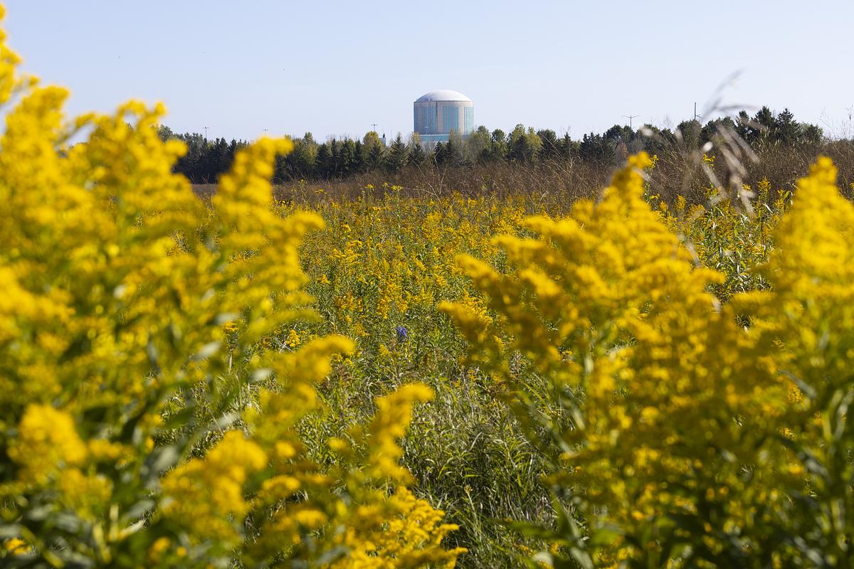 A round building with blue panels rises behind a field of yellow flowers and green grass under a clear sky.