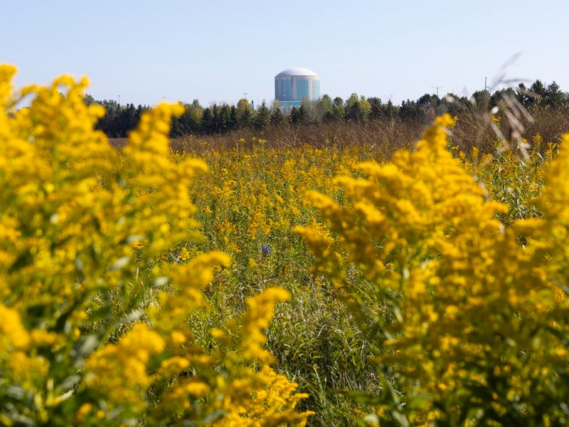 A round building with blue panels rises behind a field of yellow flowers and green grass under a clear sky.