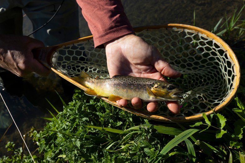 A person holds a fish in a wooden-framed net above green grass and plants. The fish has a speckled body and yellow fins.