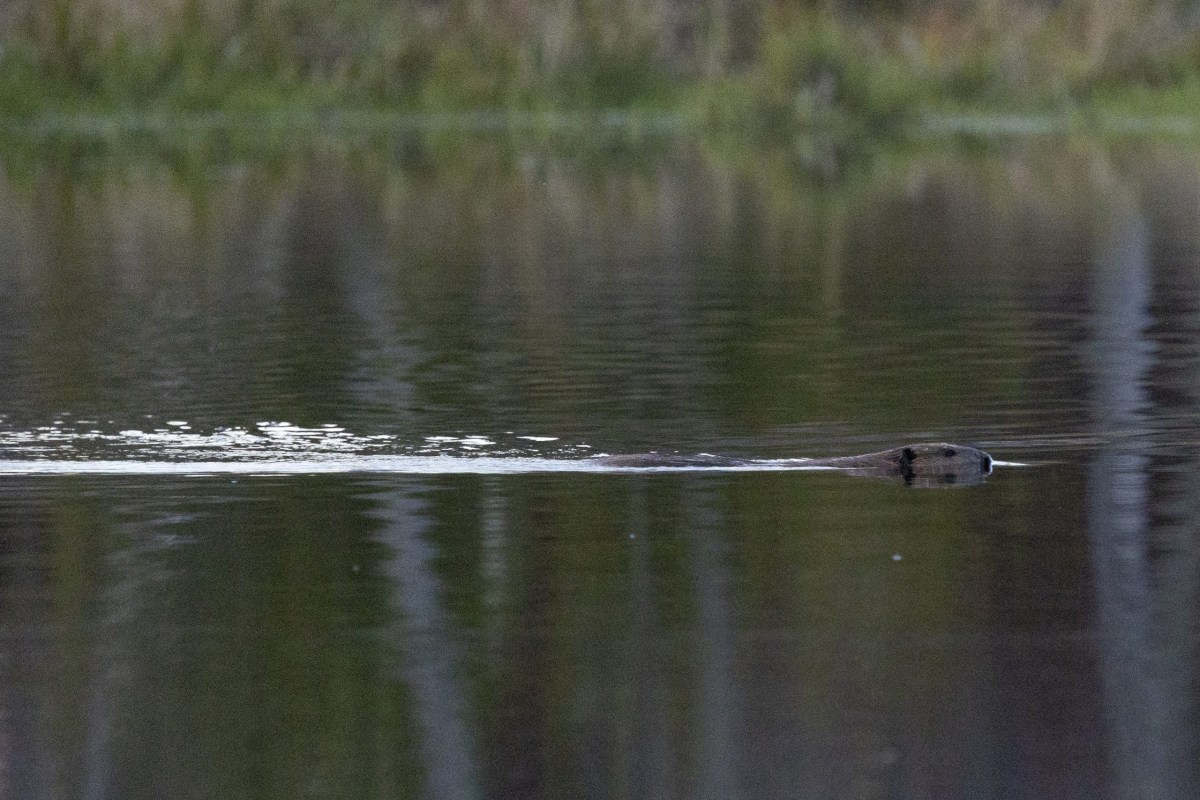 A beaver swims across a calm body of water, its head and back visible above the surface with ripples trailing behind.