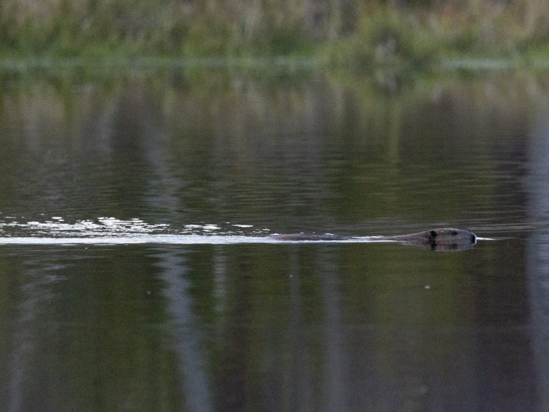 A beaver swims across a calm body of water, its head and back visible above the surface with ripples trailing behind.