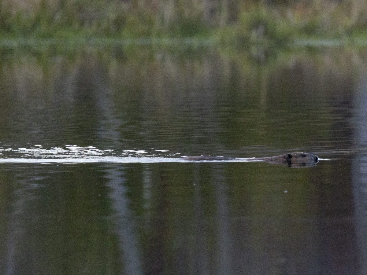 A beaver swims across a calm body of water, its head and back visible above the surface with ripples trailing behind.
