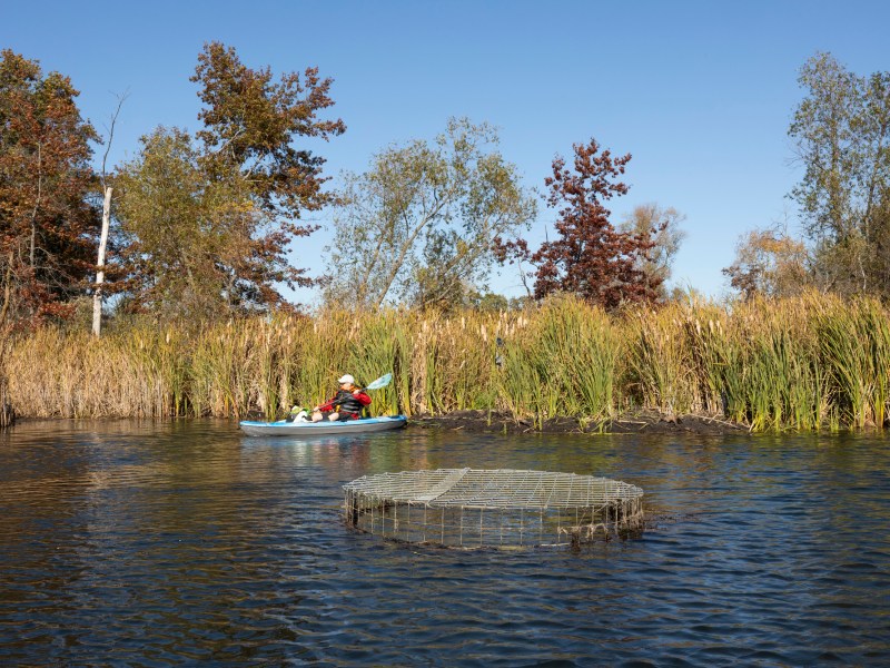 Person in canoe paddles in pond.
