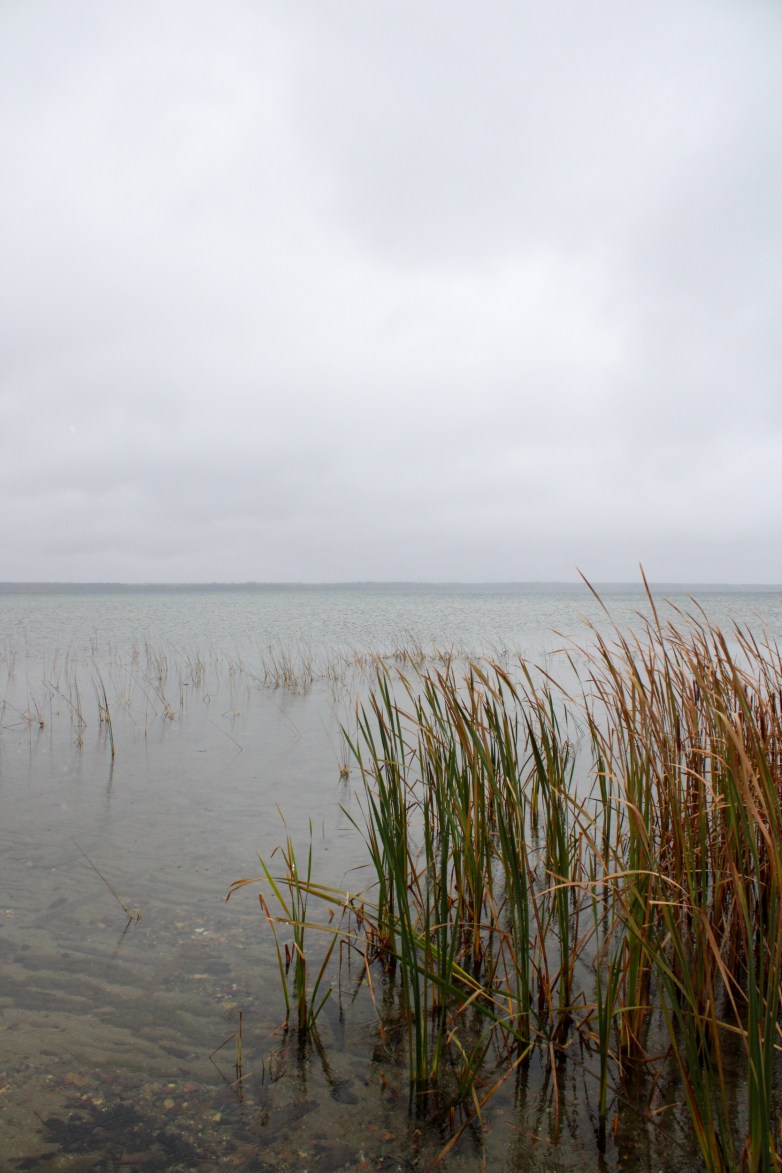 Tall reeds rise from shallow water along a lakeshore under a gray, overcast sky.
