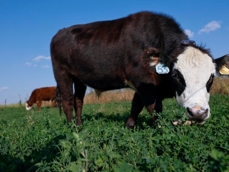 Cows graze in a green pasture under a clear blue sky, with one black and white cow in the foreground wearing an ear tag labeled "53."