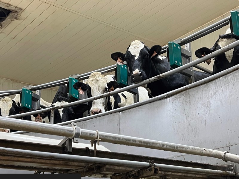 Black-and-white cows stand in individual stalls behind metal rails, with numbered ear tags visible as they face outward.