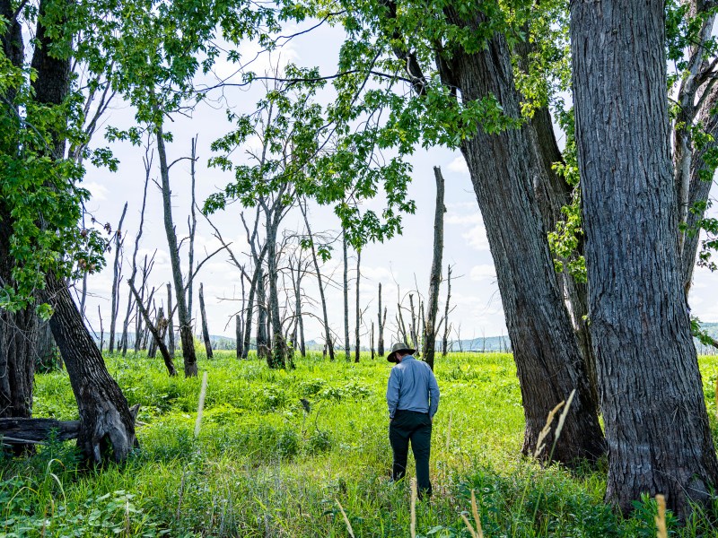 A man stands among green grass and trees.