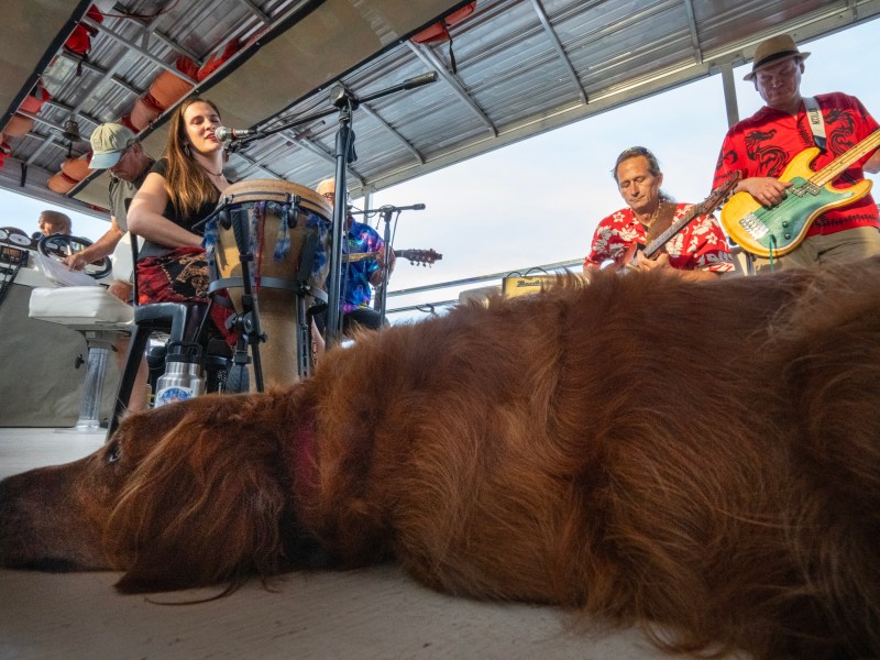 A red-haired dog lies on the floor as a band plays in the background.