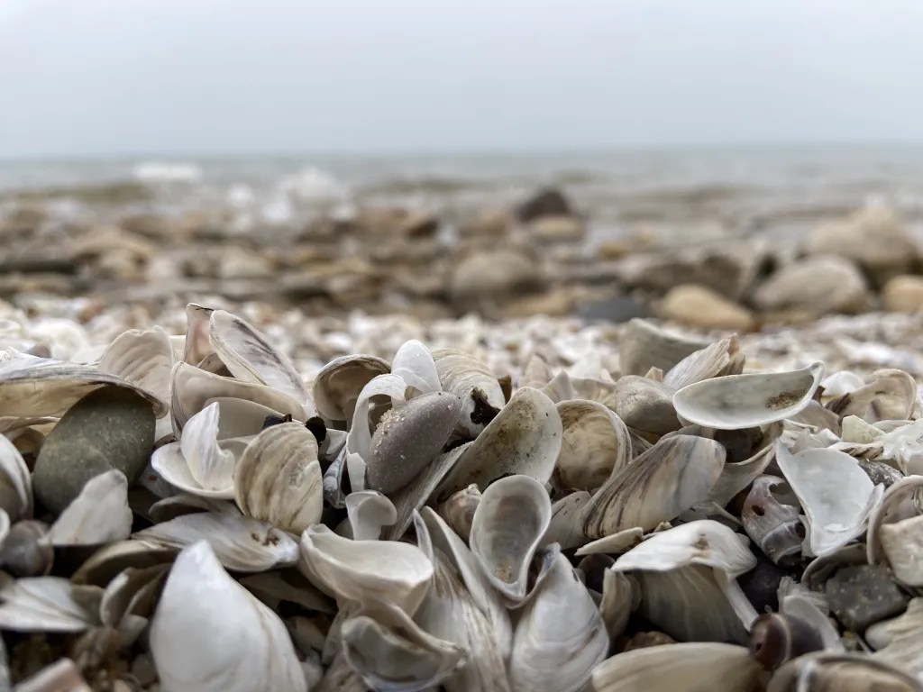 Empty mussel shells and stones cover a lakeshore, with water and sky in the background.