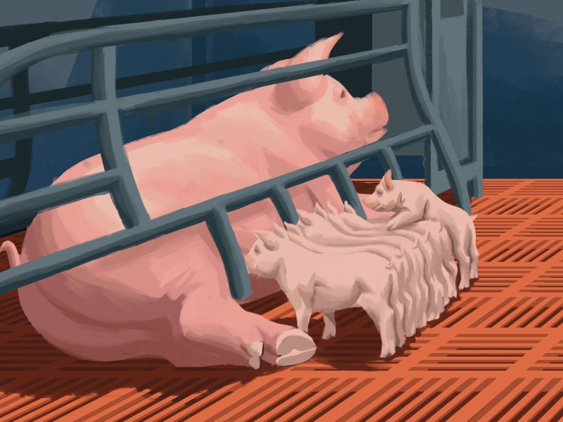 Illustration of a sow feeding her piglets in a barn
