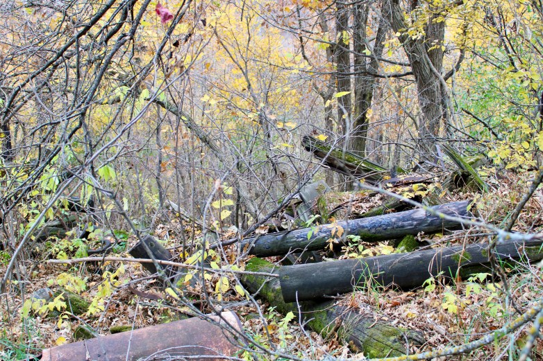 A wooded area covered in fallen leaves with several wooden poles scattered among trees with yellow and green foliage